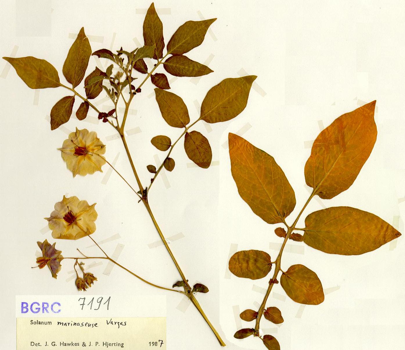 Andean potato germplasm