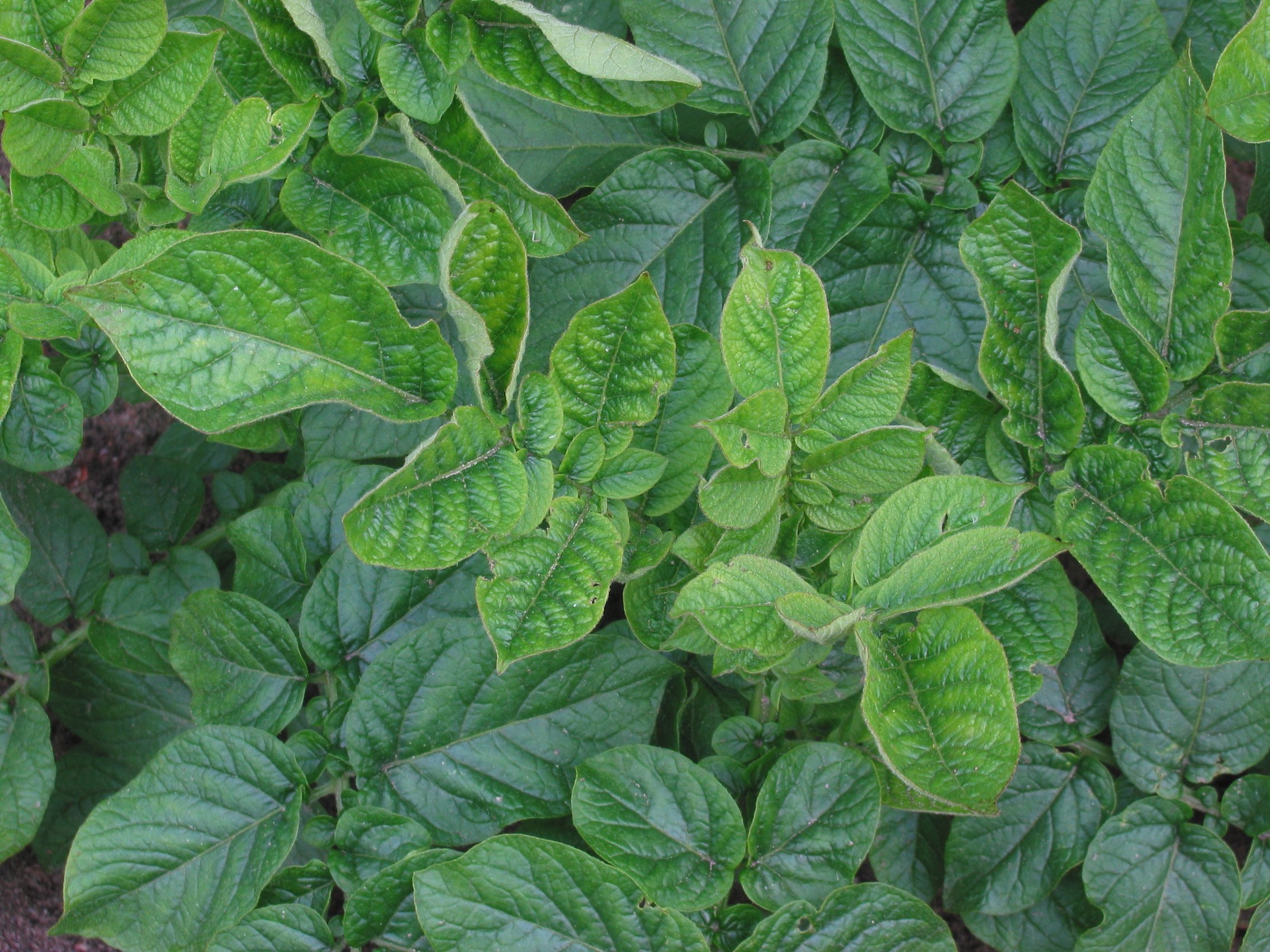 Potato Leafroll Virus (William M. Brown Jr., Bugwood.org, CC BY 3.0 <https://creativecommons.org/licenses/by/3.0>, via Wikimedia Commons)