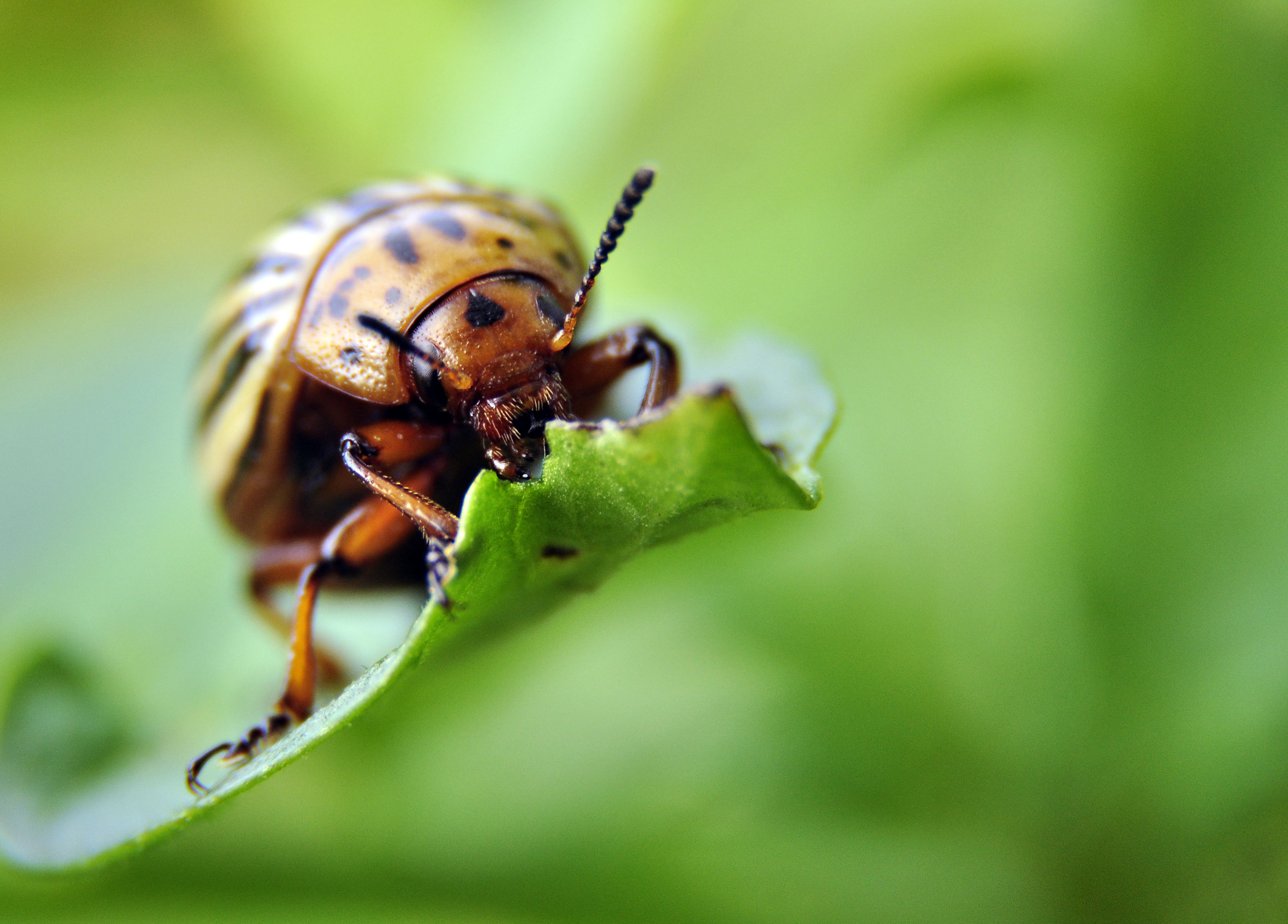 Colorado Potato Beetle